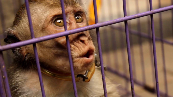 Infant long-tailed macaque in captivity, Indonesia: Action for Primates 