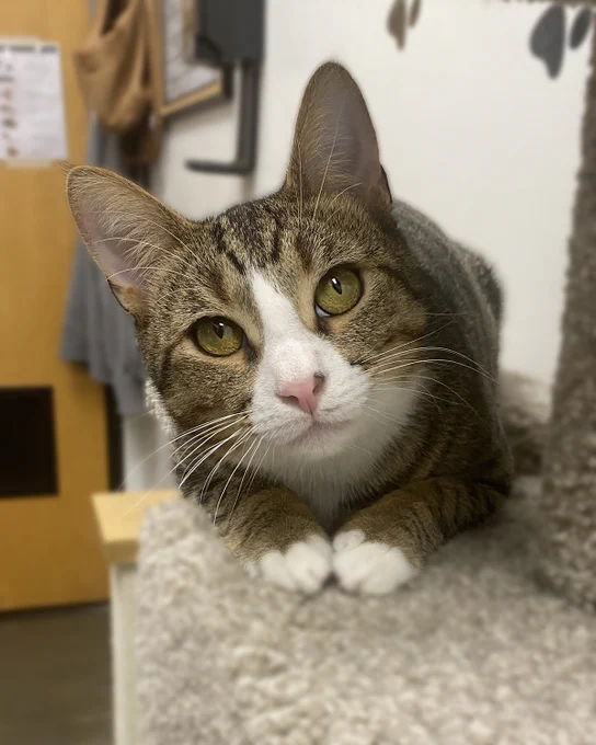 Tabby cat named Peru with white paws resting on a carpeted cat tree, ears perked up and eyes focused forward is available for adoption through Lost Dog & Cat Rescue Foundation.