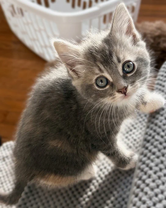 Torbie and white rescued kitten named Gertrude with big eyes looking up while standing on a textured gray blanket is available for adoption through Lost Dog & Cat Rescue Foundation.