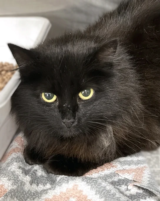 Close-up of a fluffy black rescued cat named Kala with bright yellow eyes resting on a patterned blanket near a white box is available for adoption through Lost Dog & Cat Rescue Foundation.