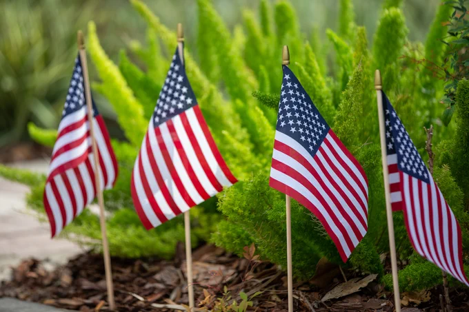 Four small American flags are placed in a row in a garden bed with green ferns.