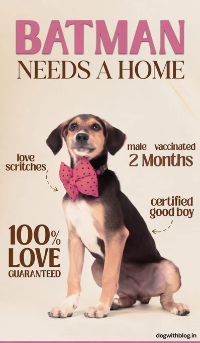 Delhi dog adoption