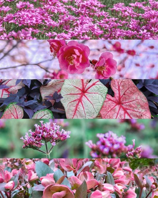 Five stacked images of various pink flowers. 