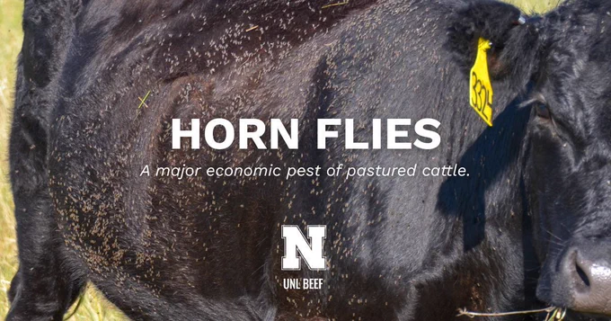 Close-up of a black beef cow covered with numerous horn flies on its hide. Overlaid text reads, “Horn Flies: A major economic pest of pastured cattle,” with a UNL Beef logo near the bottom of the image.