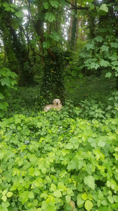 Ralph lying in the middle of a hill of green bushes, weeds and ivy.