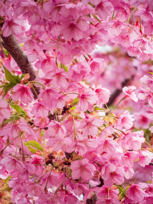 Sakura,Japan 🇯🇵