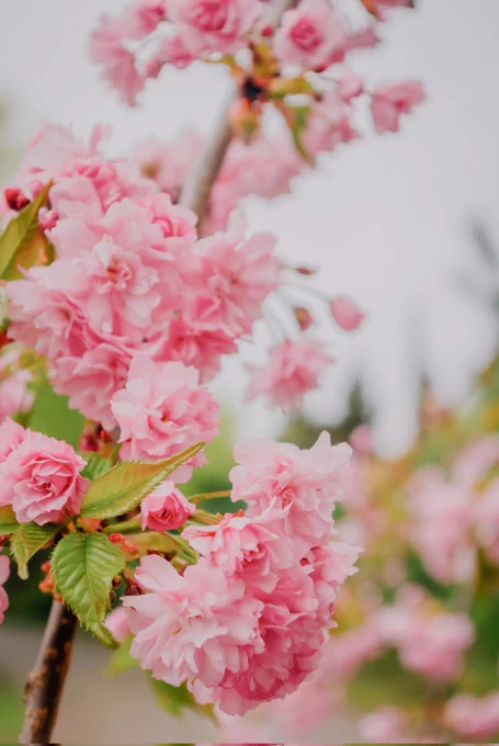 Sakura,Japan 🇯🇵