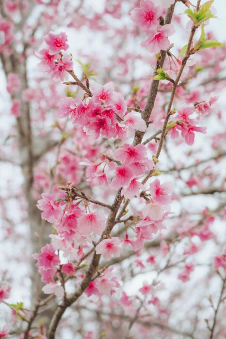 Sakura,Japan 🇯🇵