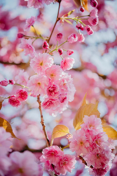 Sakura,Japan 🇯🇵