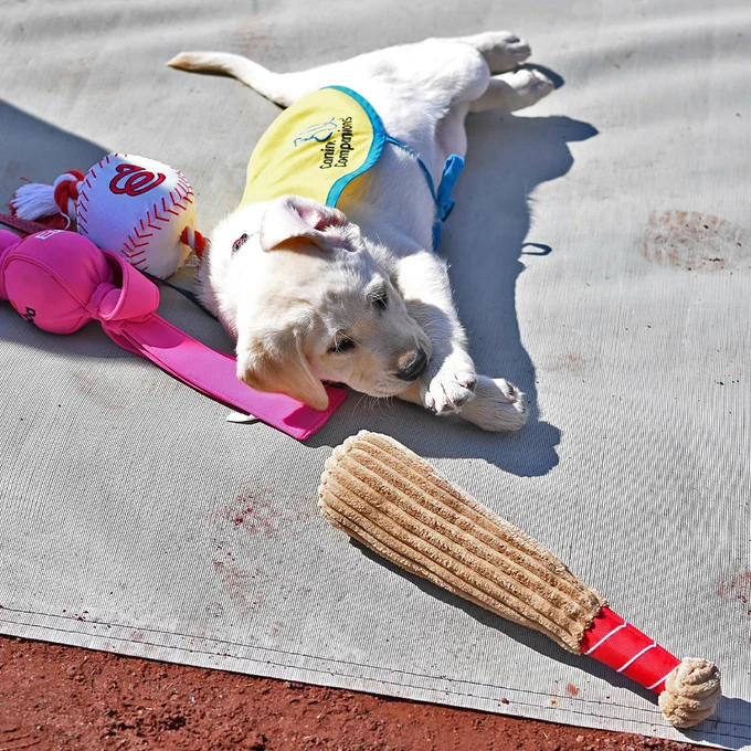 Natty, the Nationals' service dog in training, does a big stretch on a tarp.