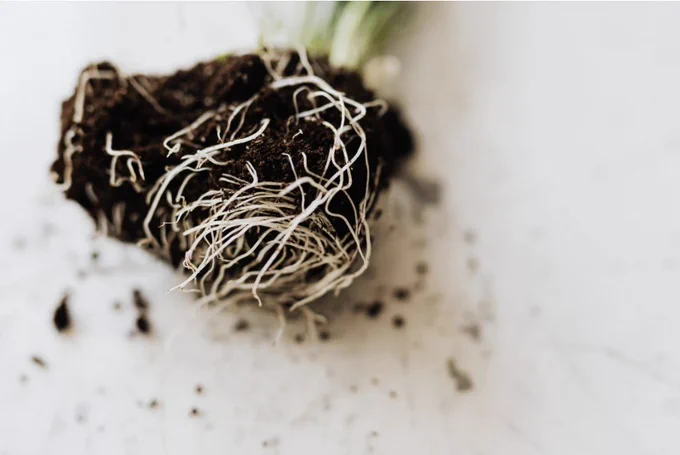 Top, a stem of a plant, below, a root ball with soil entwined.