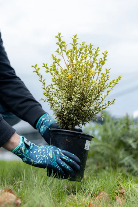 A person wearing blue gloves is planting a small shrub in a black pot outdoors. The background includes grass and a cloudy sky.
