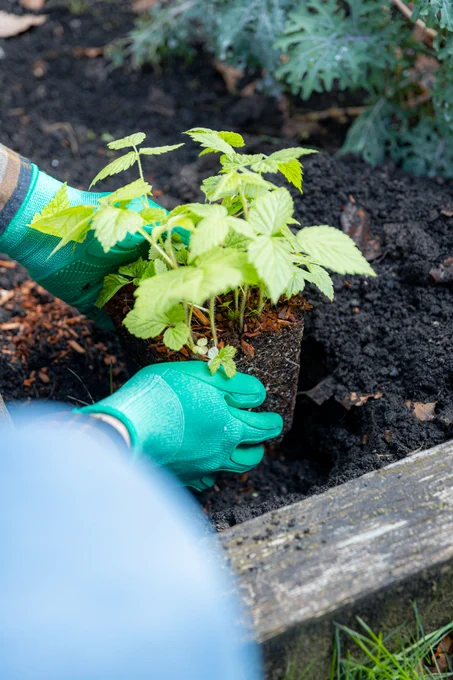 A person with green gloves is planting a young raspberry plant in dark, rich soil in a garden bed.