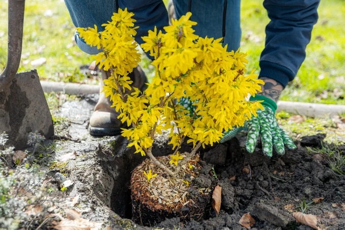 A person wearing green gloves is planting a small bush with vibrant yellow flowers in the ground. A shovel is nearby. The scene suggests a garden setting with grass around.
