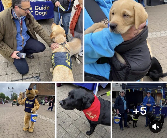 A selection of images with the public meeting our guide dogs ambassadors and Big Dog