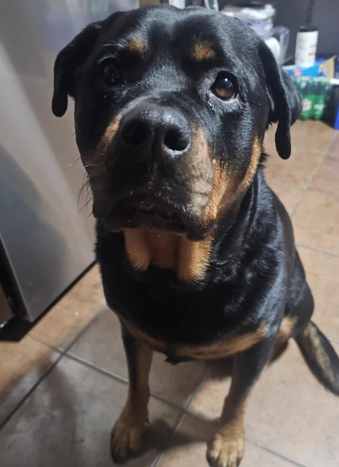 Chesnyy sitting in the kitchen