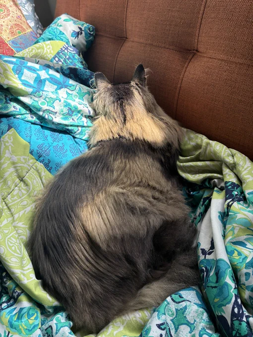 meeko the fluffy tabby sits on a blanket on the couch. he is facing the back of the couch, and is enjoying the sunlight. he says, “no, you can’t see bubu if bubu can’t see you.”