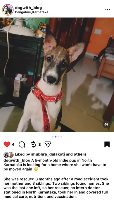 Indie puppy needs a home in Karnataka