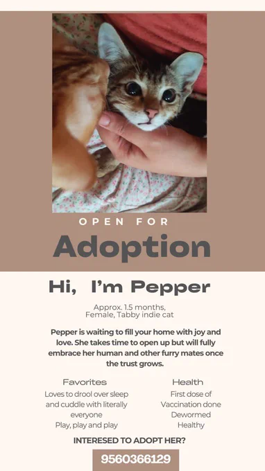 Pepper kitten for adoption in Delhi