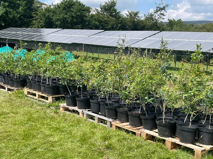 Photo shows a row of small trees in pots