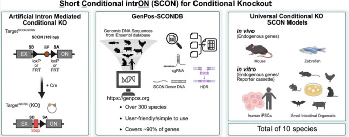 Universal conditional knockout approach to multiple species, from fish to human induced pluripotent stem cells