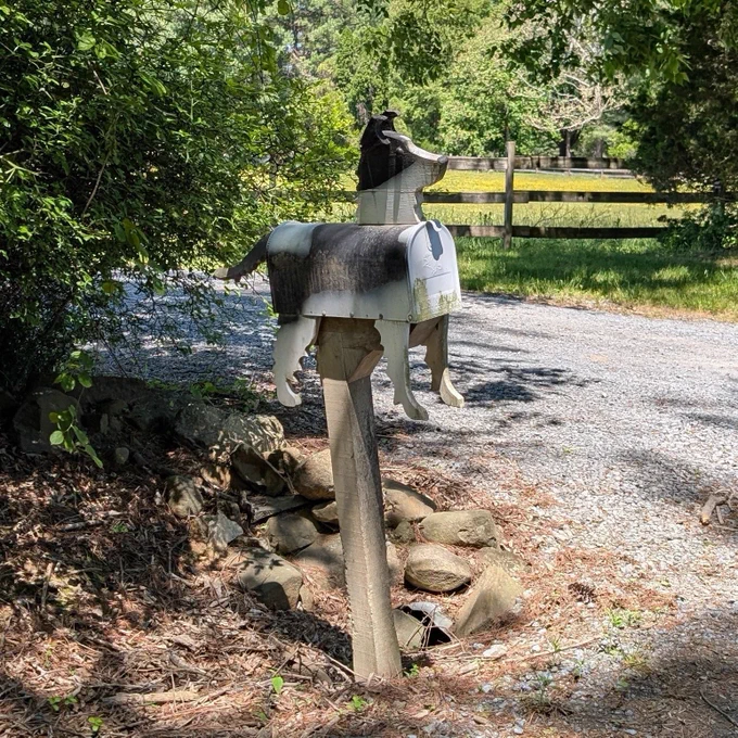 Rural mailbox at the side of a gravel road is in the form of a black and white border collie or shepherd.