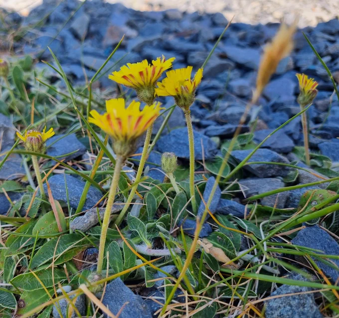 Background of grey-blue rock fragments and green leaves. Stalks with clustered flowers at the top, red underneath,  lemon on top. 
