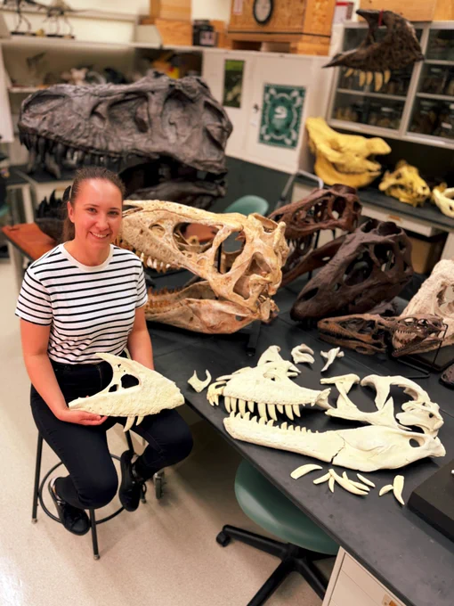 Justyna Słowiak of the Institute of Paleobiology at the Polish Academy of Sciences poses with the disarticulated skull bones of the Mongolian tyrannosaur Tarbosaurus, while surrounded by other tyrannosaur skulls.