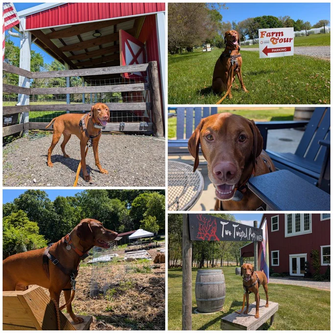 Collage of five photos of vizsla dog Yonder at five different locations on the Loudoun Farm Tour, spring 2026
