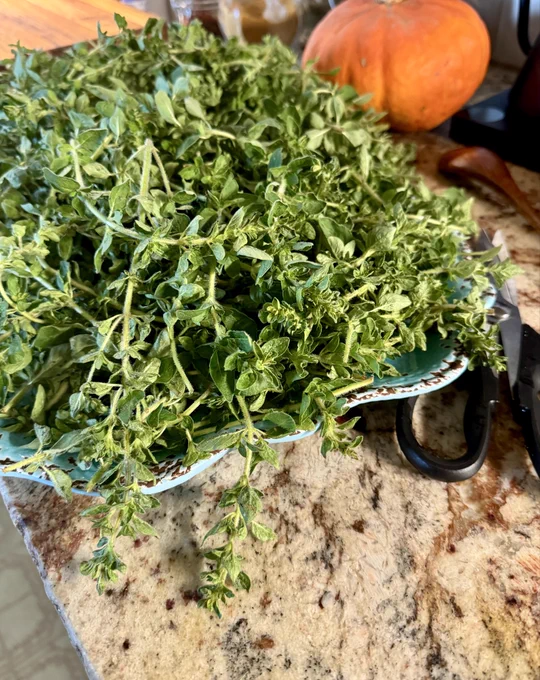 Fresh oregano piled on a tray in a kitchen.