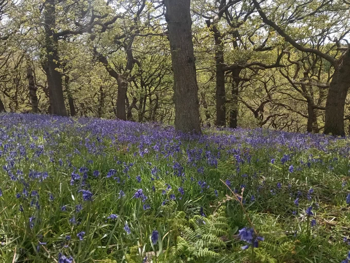 Bluebells in a woodland