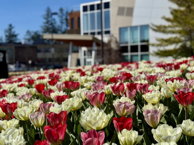 Field of tulips in bloom with City Hall in the background. 