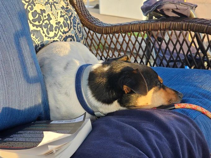 Really tired tricolor dog basking in sunset gold