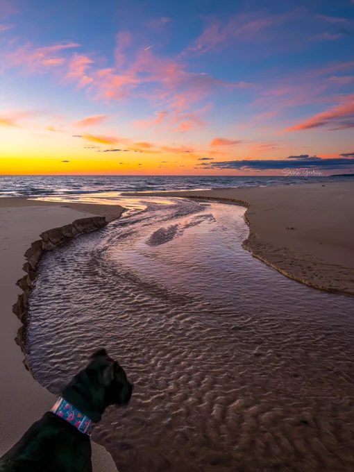 A dog with a colorful collar gazes at a serene beach scene during sunset. A winding stream reflects the vibrant pink and orange sky, creating a tranquil mood.