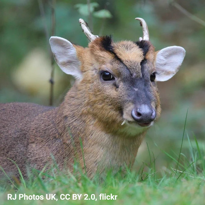 A close-up photo of a Muntjac deer. The animal is brown in color, with two long fangs. It has dark eyes and is small in size.