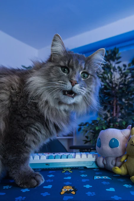 a grey norwegian forest cat mix called Muscles sat on a desk with a Blue Cross mouse mat, mew & pikachu pokemon toys, and a blue and white keyboard. He is looking past the camera with his mouth open, as if surprised. 