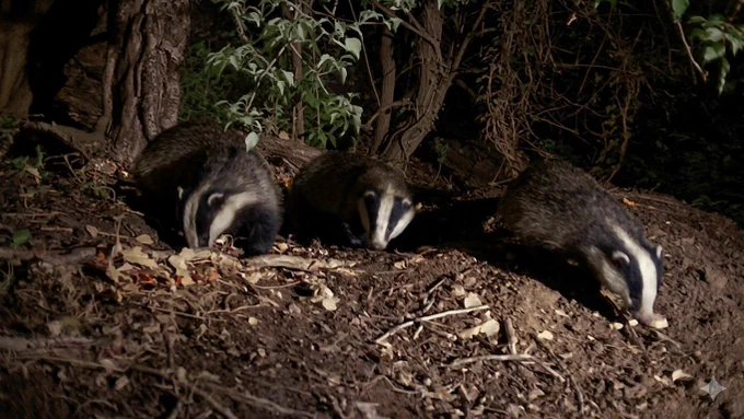 Three badgers eating peanuts on the spoil heap at a sett entrance, all facing the viewer with trees behind them. 