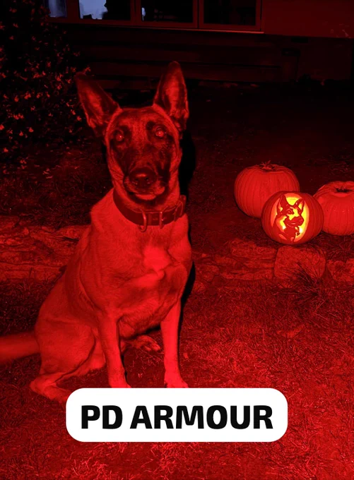 A Belgian Malinois dog sits next to carved and uncarved pumpkins at night, with a "PD ARMOUR" banner.