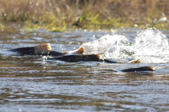 Migrating salmon in California. Credit: U.S. Fish and Wildlife Service.