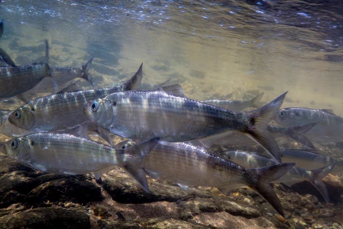 Migrating river herring in the Northeast. Credit: U.S. Fish and Wildlife Service.
