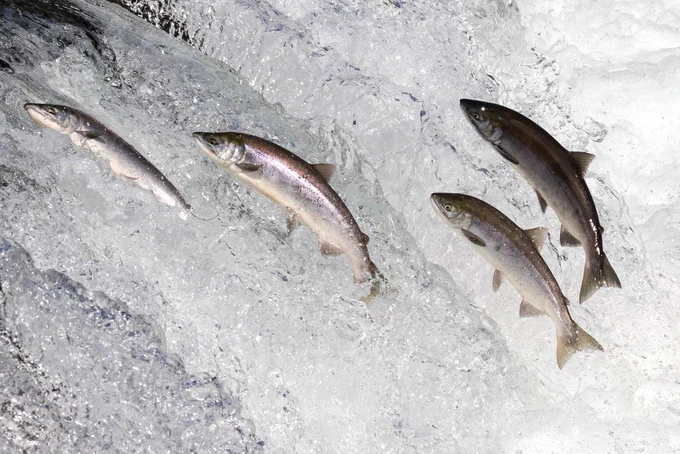 Leaping salmon in Alaska. Credit: Adobe Stock.