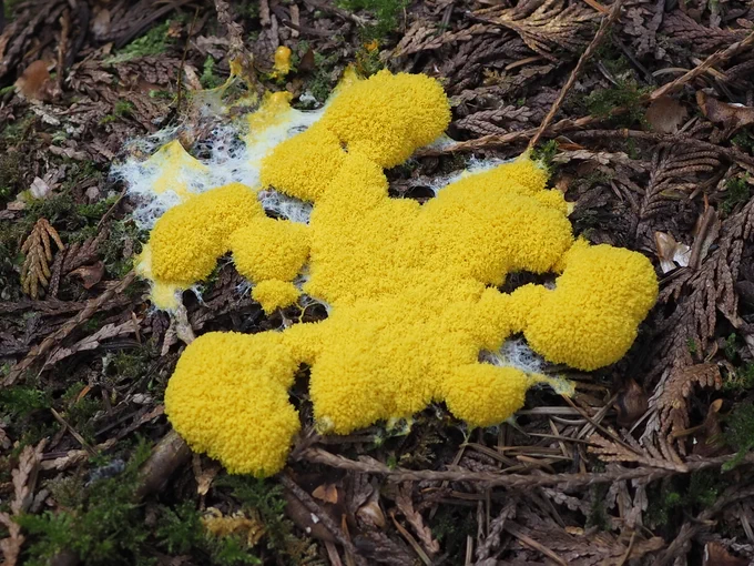 A pile of yellow, sticky-looking slime mold, lies on the ground in the forest.