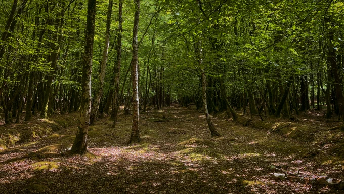 A forest scene with numerous slender trees spread across a sun-dappled forest floor. The dense canopy of green leaves filters sunlight, creating a calm and natural atmosphere.