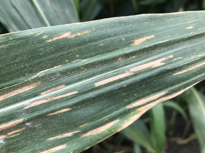Corn leaves with dead spots symptomatic of gray leaf blight.