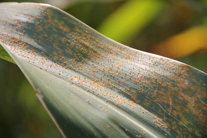Corn leaves with orange southern rust pustules.