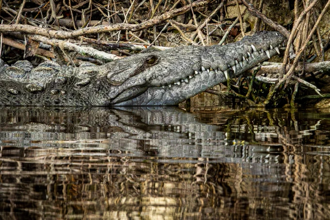 American crocodile on the edge of the bank with partial head and body out of the water.
