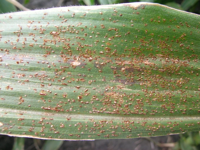 Corn leaves with red common rust pustules.