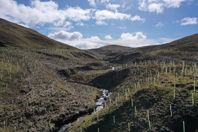 tree saplings planted in the riparian zone