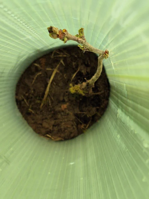 View of a sapling down the tree tube