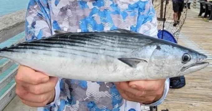 A person holds a long, slender Atlantic bonito with dark horizontal stripes along its silver body, standing on the pier.